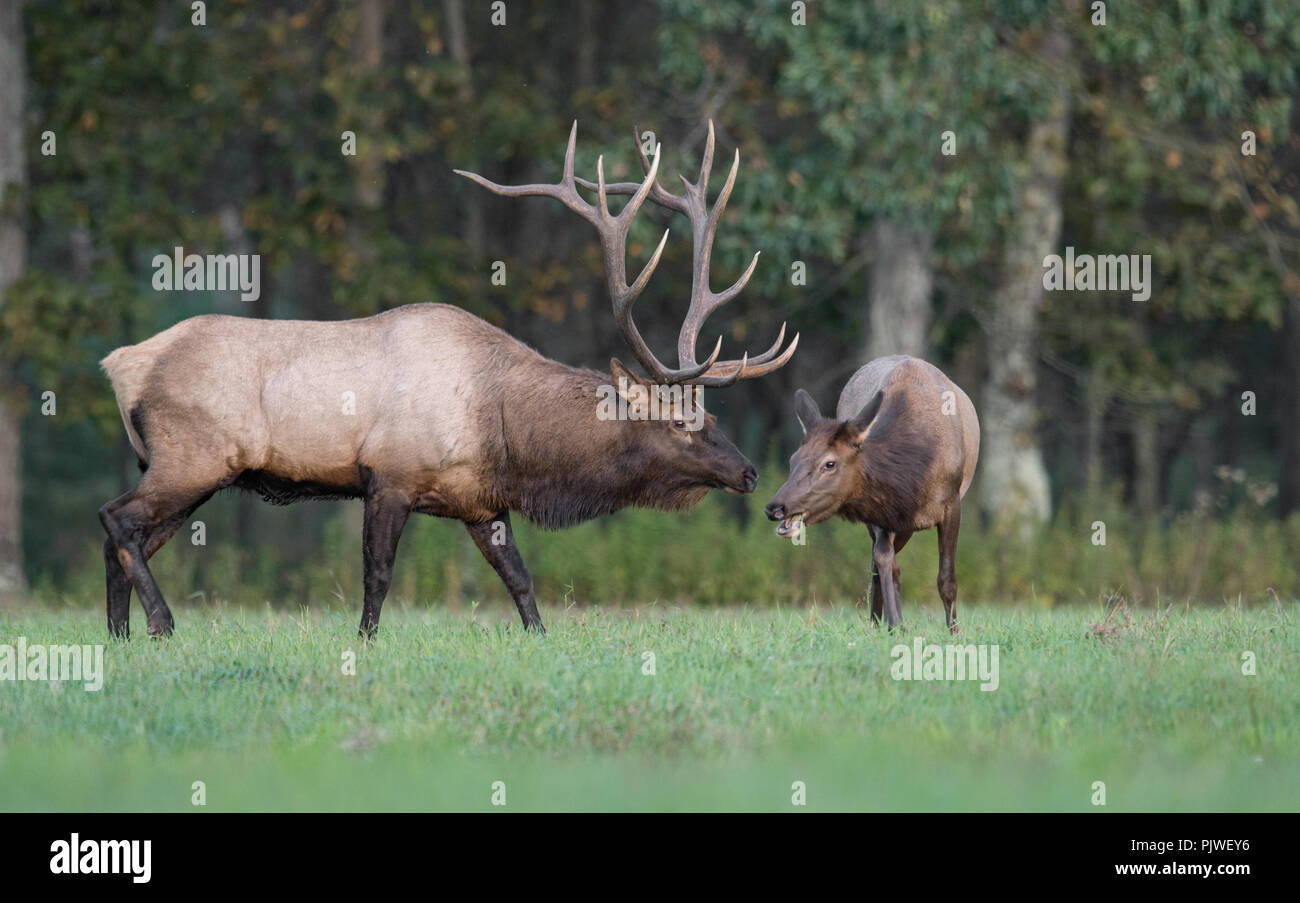 Bull Elk in the meadow with large antlers Stock Photo - Alamy