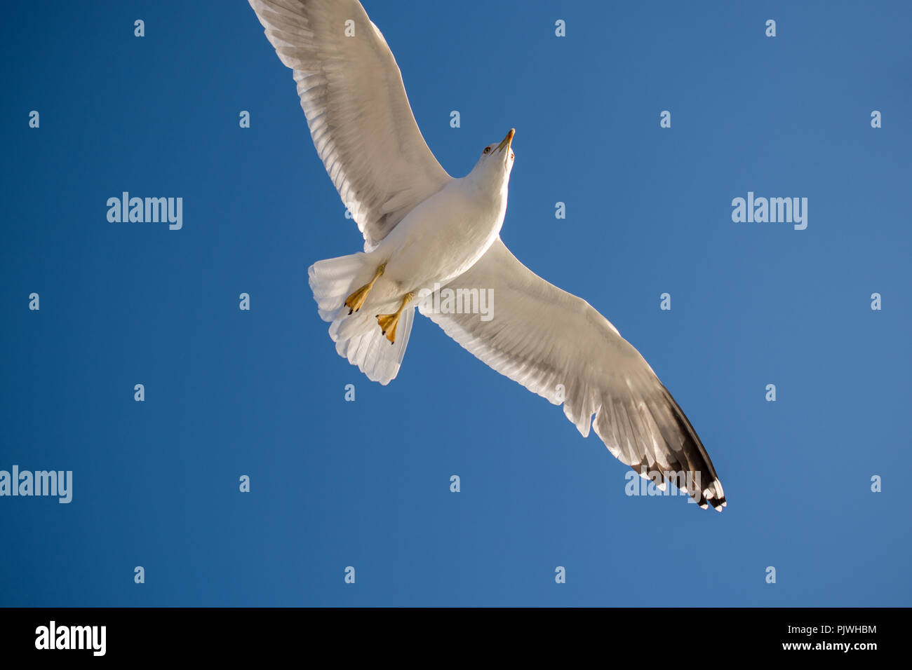 Single seagull flying in a blue sky background Stock Photo - Alamy