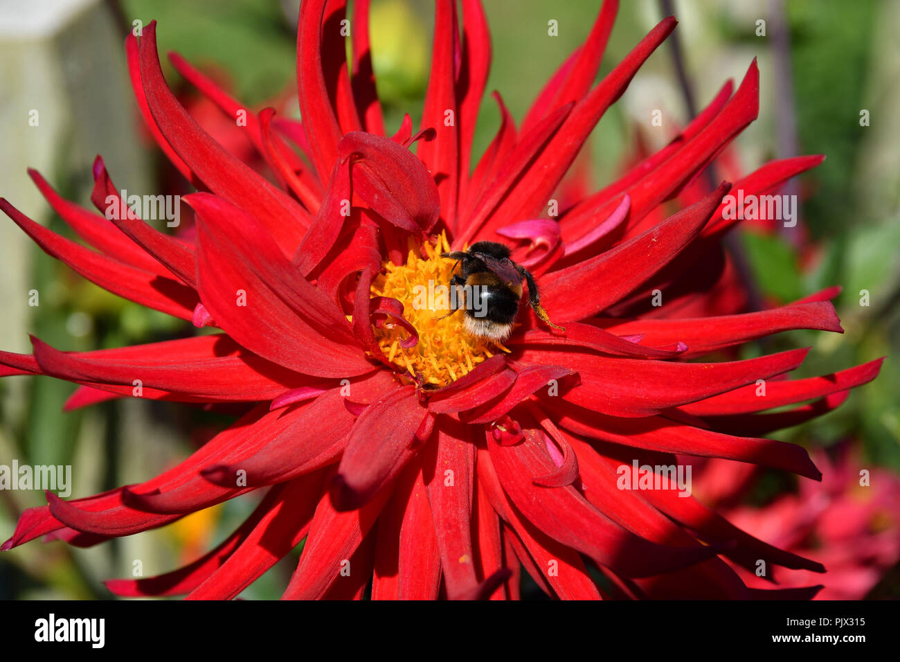Varfell, Penzance, Cornwall, UK. 9th September 2018. UK Weather