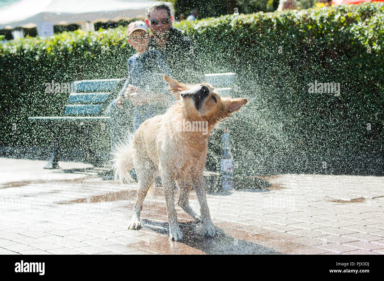 Lehrte, Germany. 09th Sep, 2018. 09.09.2018, Lower Saxony, Lehrte: A Newfoundlander shakes his wet coat at the Lehrte outdoor swimming pool. One week after the end of the regular bathing season, dogs were allowed to jump into the cool water and use the outdoor pool for one day. Credit: Julian Stratenschulte/dpa/Alamy Live News Stock Photo