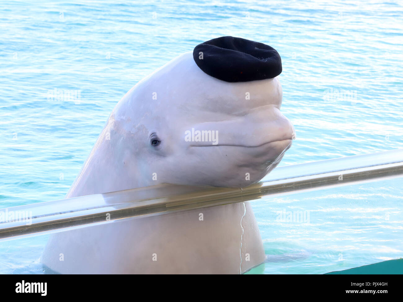 Beluga whales create art in Japan aquarium