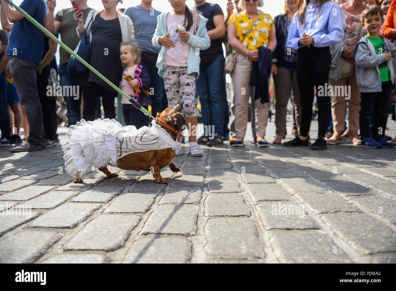 Krakow, Poland. 9th Sep, 2018. A Dachshund seen in a costume during the