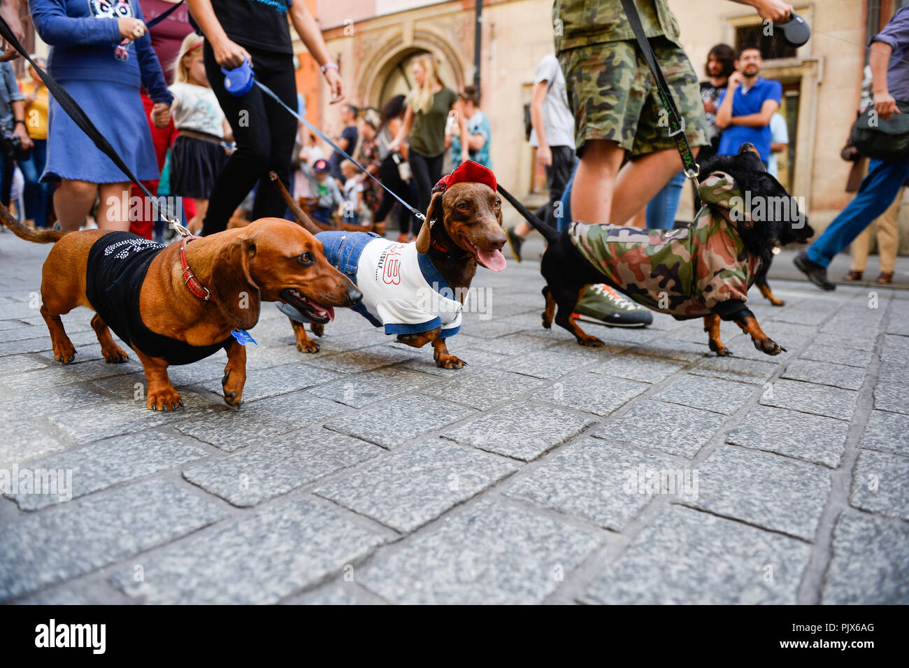 Poland dachshunds parade hires stock photography and images Alamy