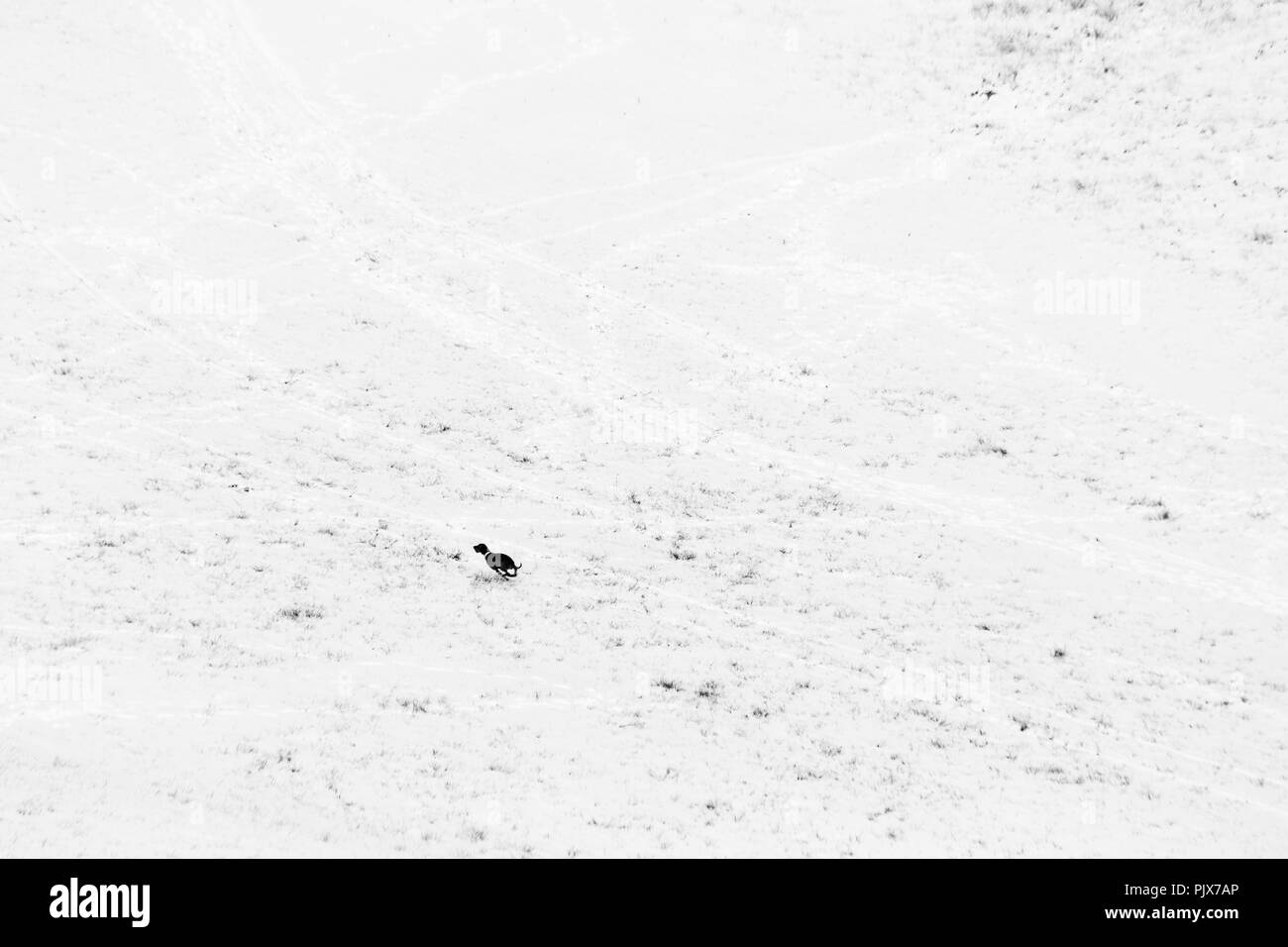 A dog running over a mountain field covered by snow Stock Photo