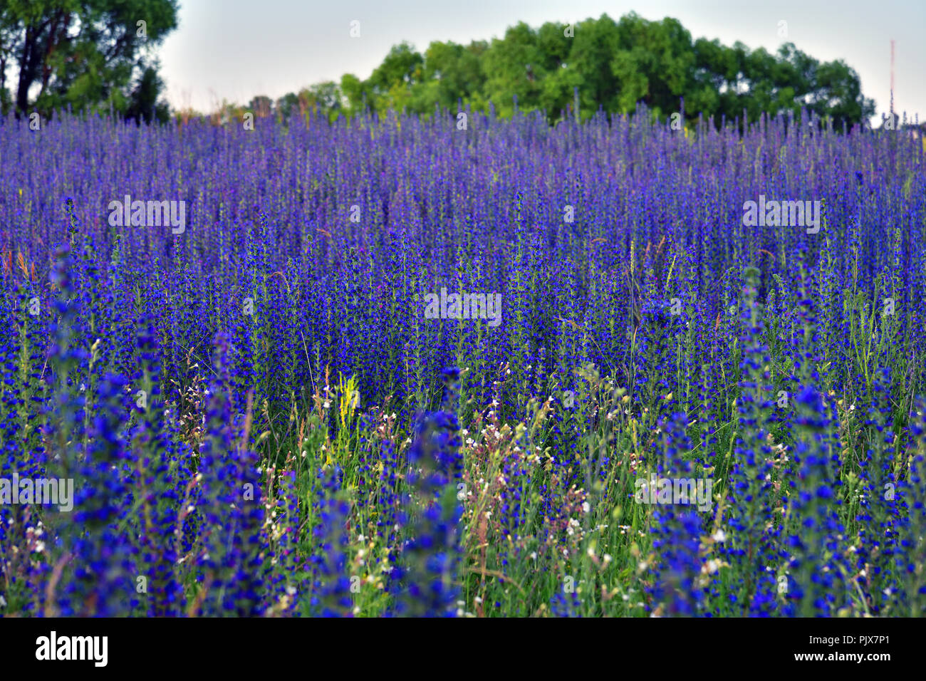 Salvia Superba in summer on a meadow Stock Photo