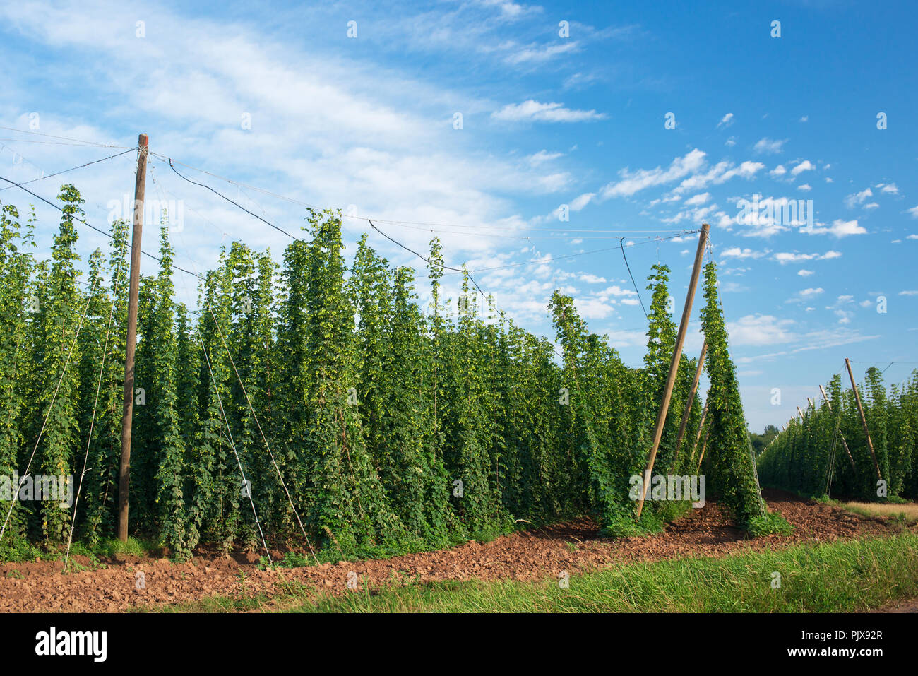 Brewing hops panorama hi-res stock photography and images - Alamy