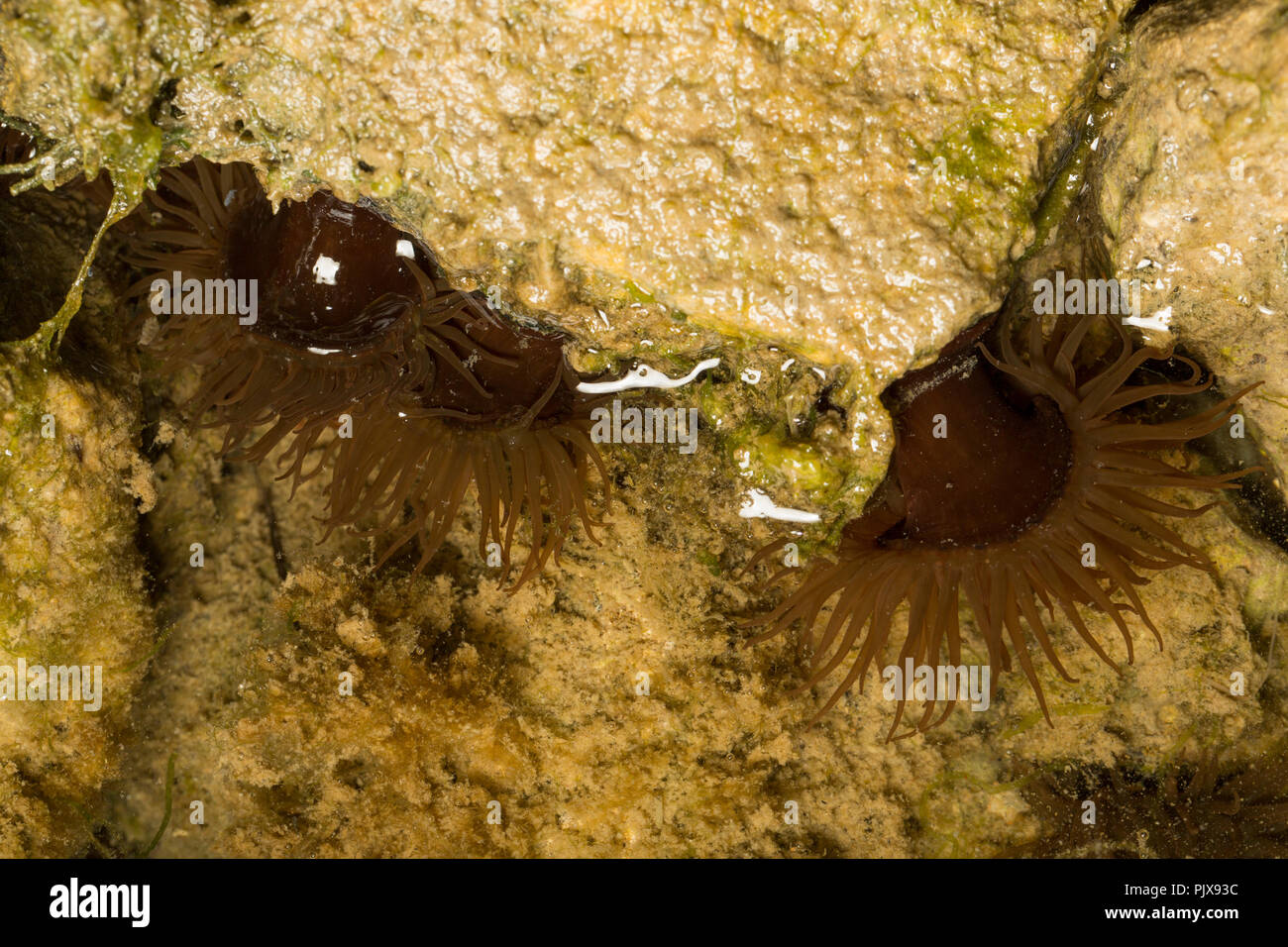 Beadlet Sea anemones, Actinia equina, at low tide in a rockpool. Dorset England UK GB Stock Photo