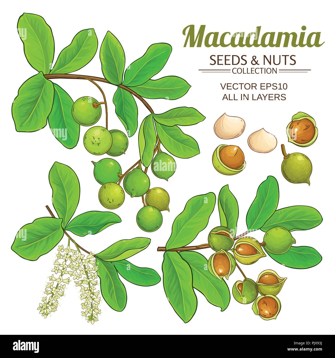 macadamia plant vector isolated on white background Stock Vector Image