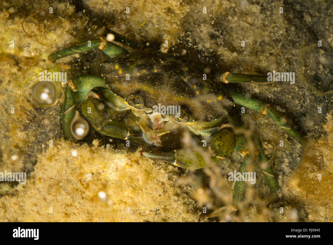 A green shore crab, Carcinus maenas, photographed at night in a rockpool feeding on discarded king ragworm that had been used as fishing bait. Dorset  Stock Photo