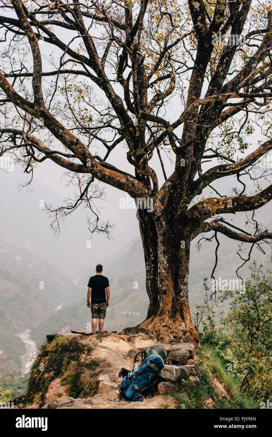 Hiker beside tree on peak, Annapurna Circuit, the Himalayas, Manang, Nepal Stock Photo