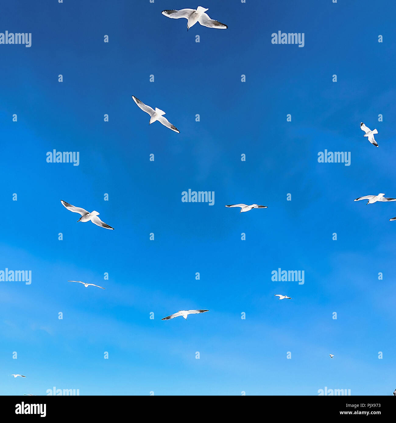 Birds in blue hires stock photography and images Alamy
