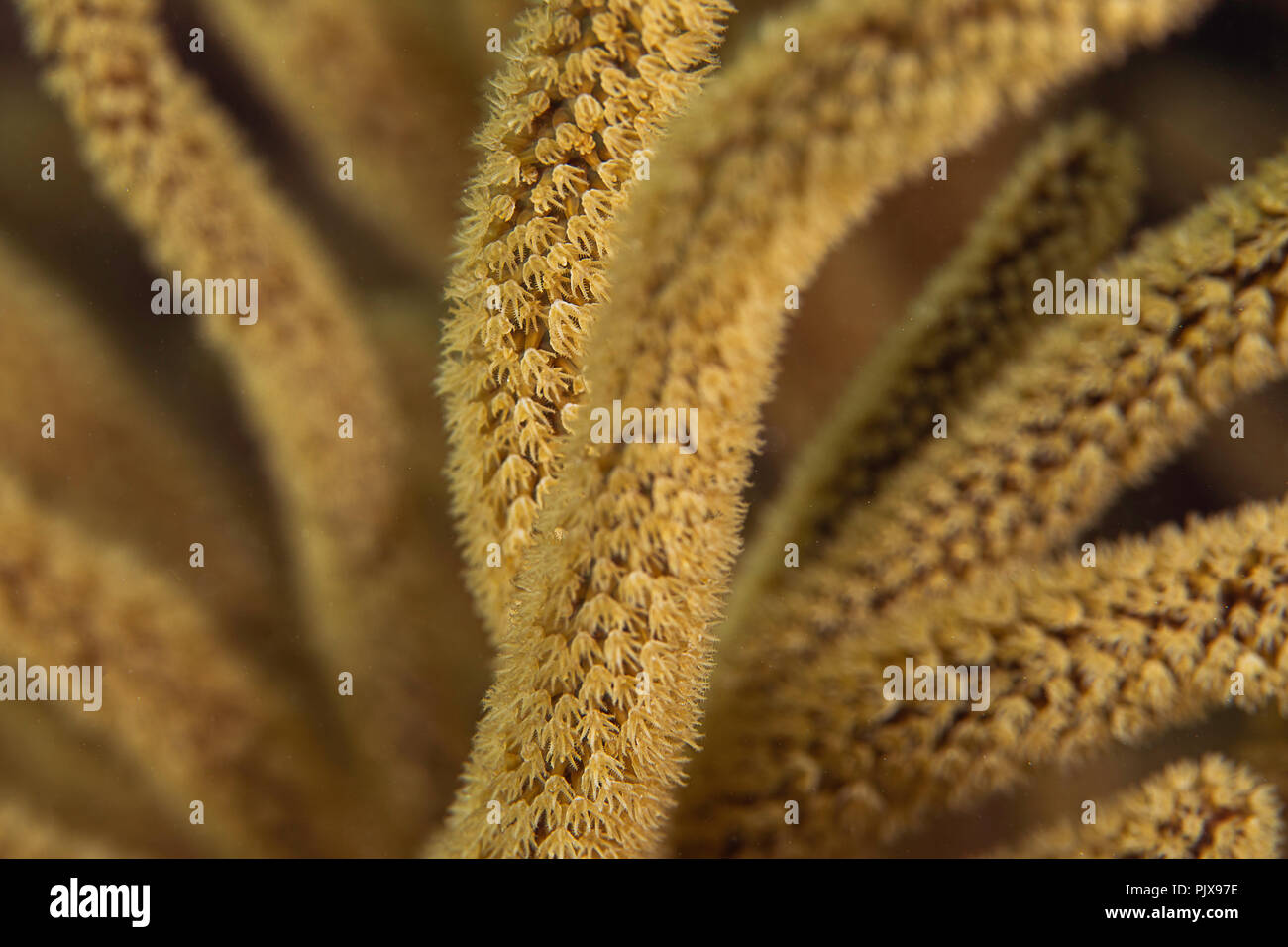 Macro image of coral, British Virgin Islands Stock Photo