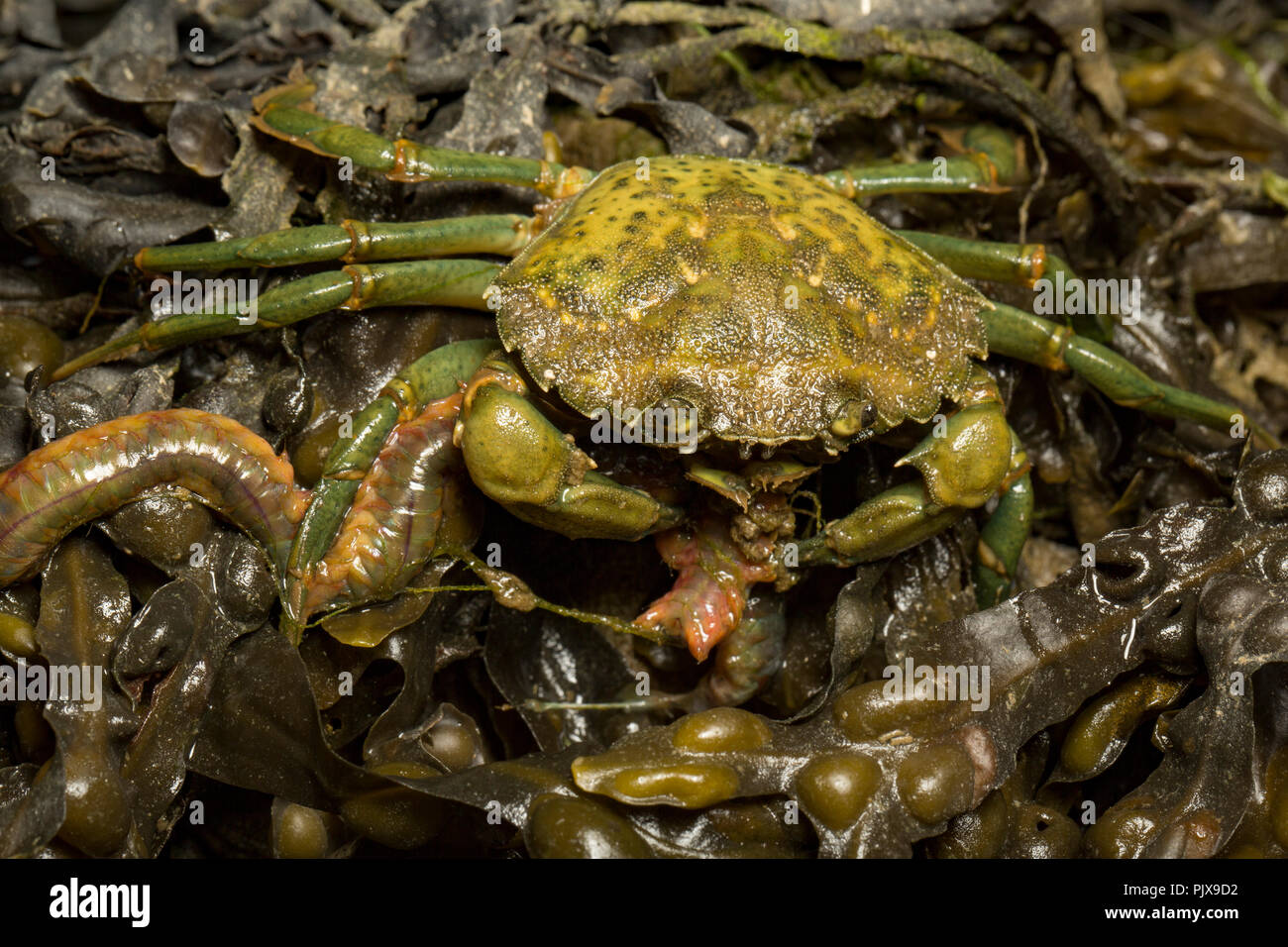 A Green Shore Crab, Carcinus maenas, on exposed rocks and seaweed feeding on a discarded king ragworm that had been used as fishing bait. Dorset Engla Stock Photo