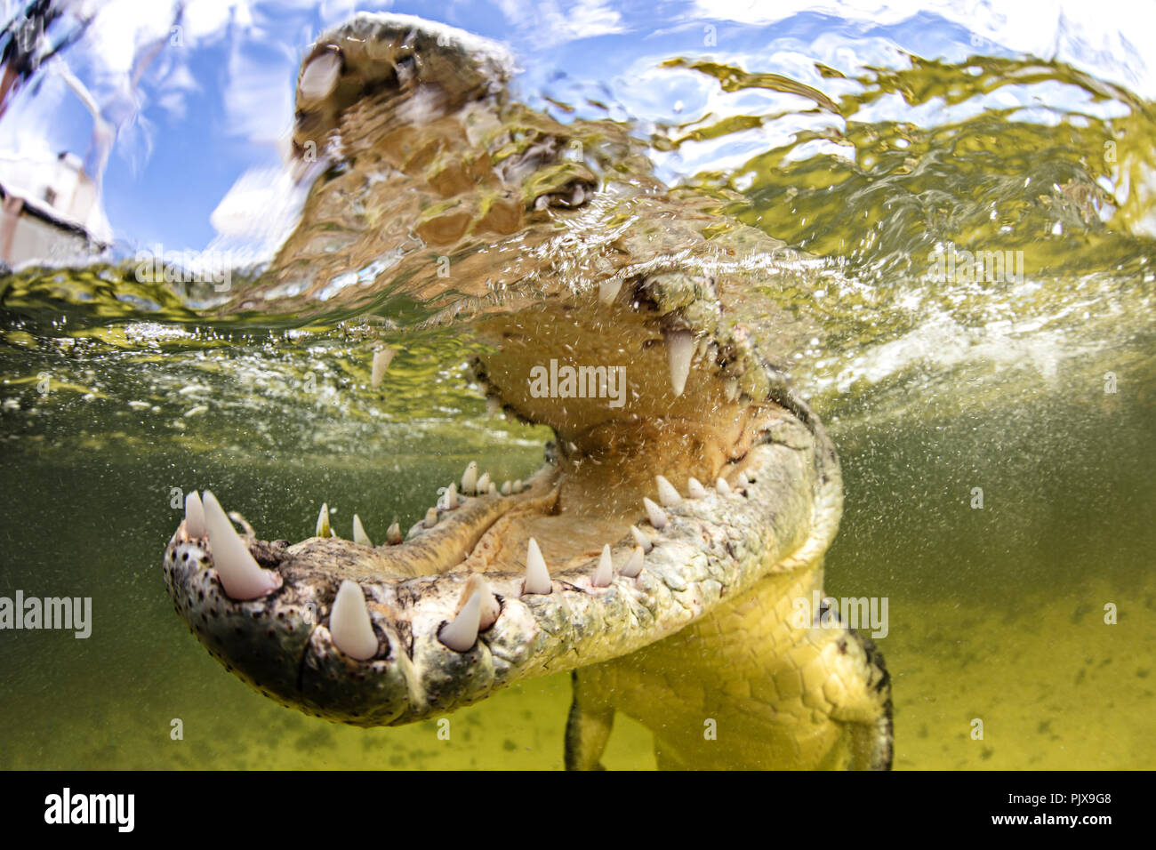 American saltwater crocodile with jaws open, Chinchorro Banks, Mexico Stock Photo