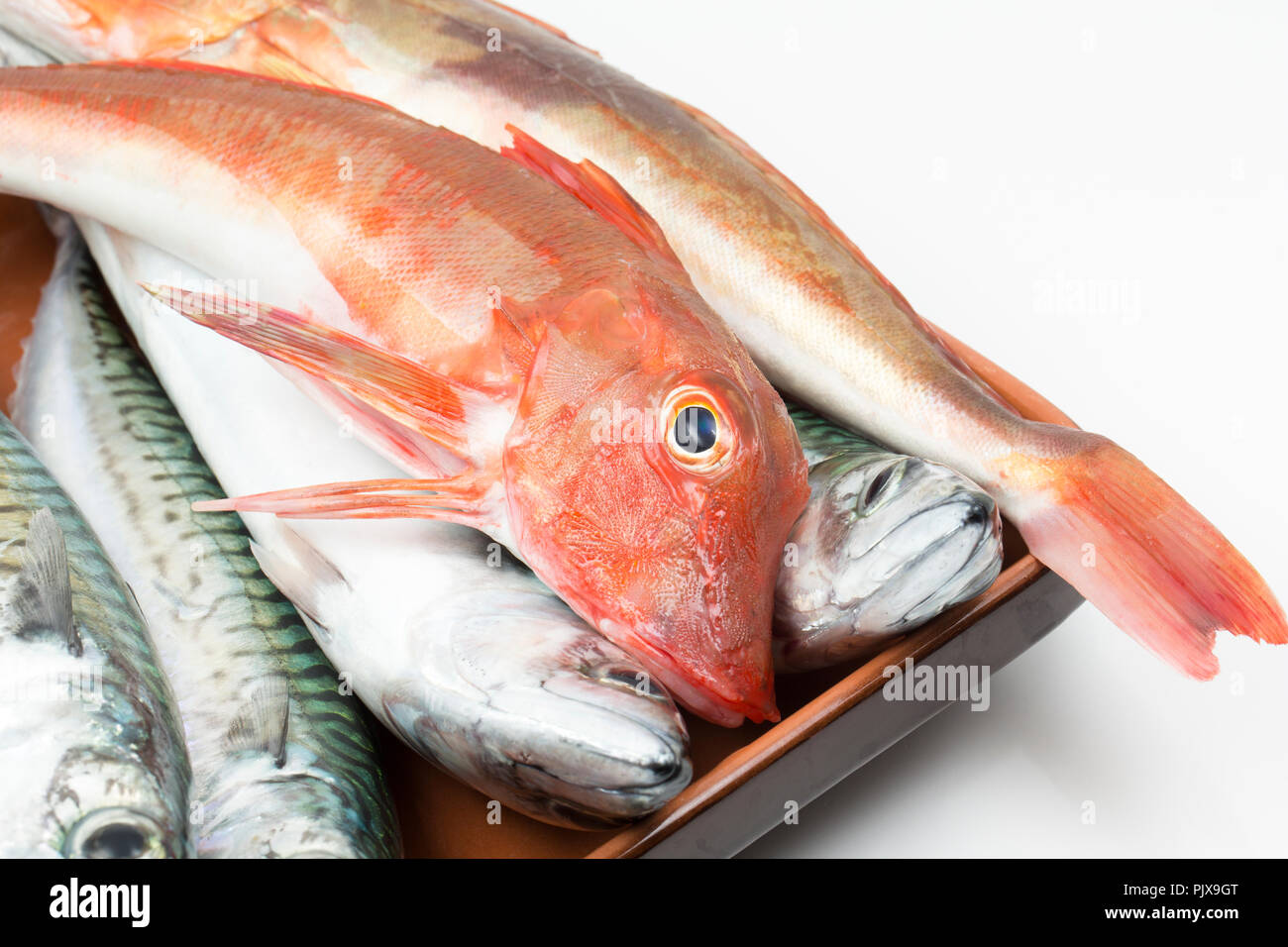 four-mackerel-scomber-scombrus-one-red-gurnard-chelidonichthys