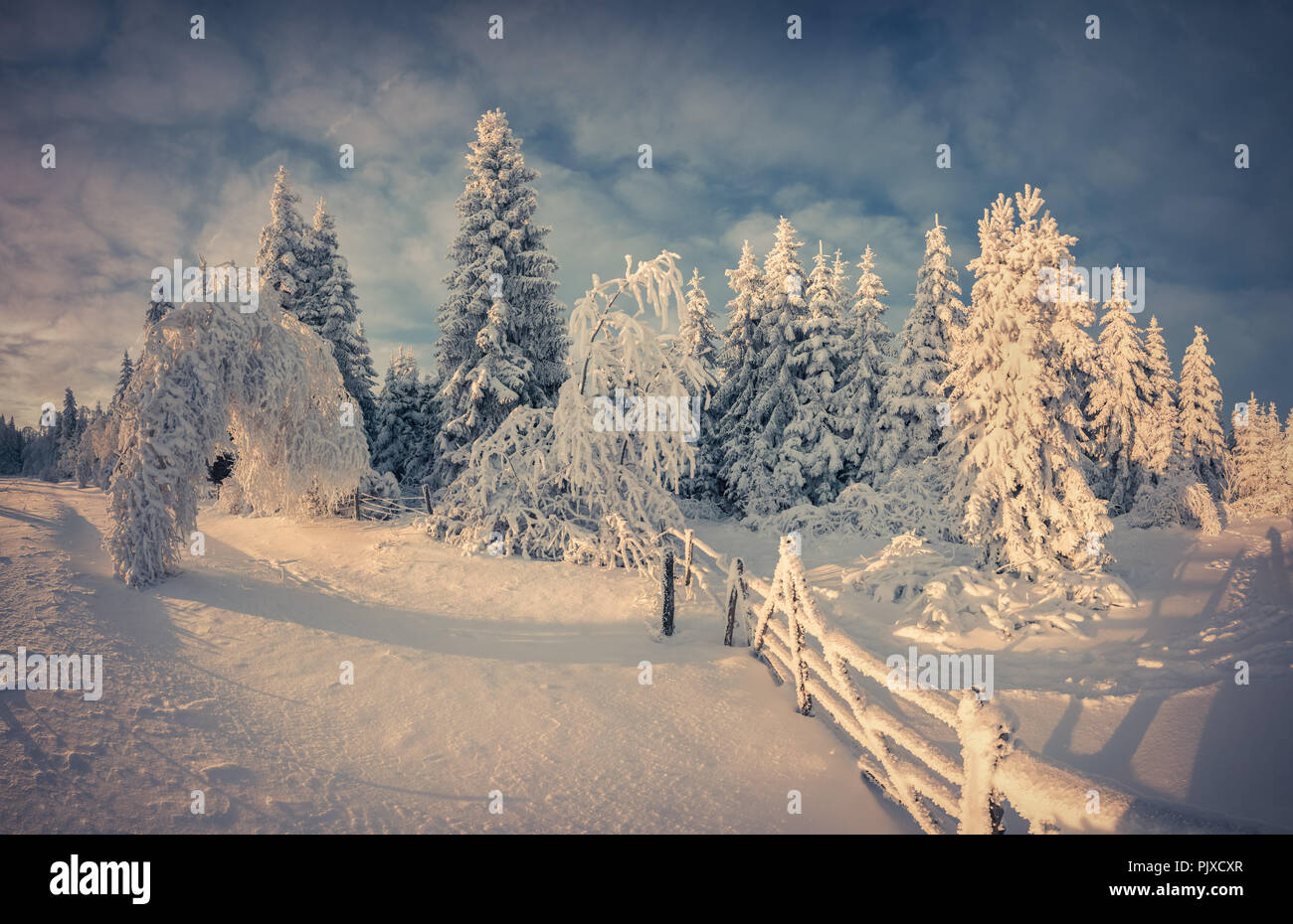 Beautiful winter landscape in the mountain forest. Retro style. Stock Photo