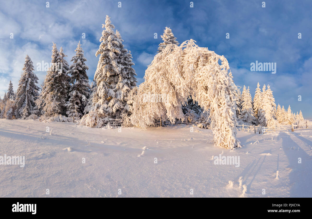 Beautiful winter landscape in the mountain forest. Stock Photo
