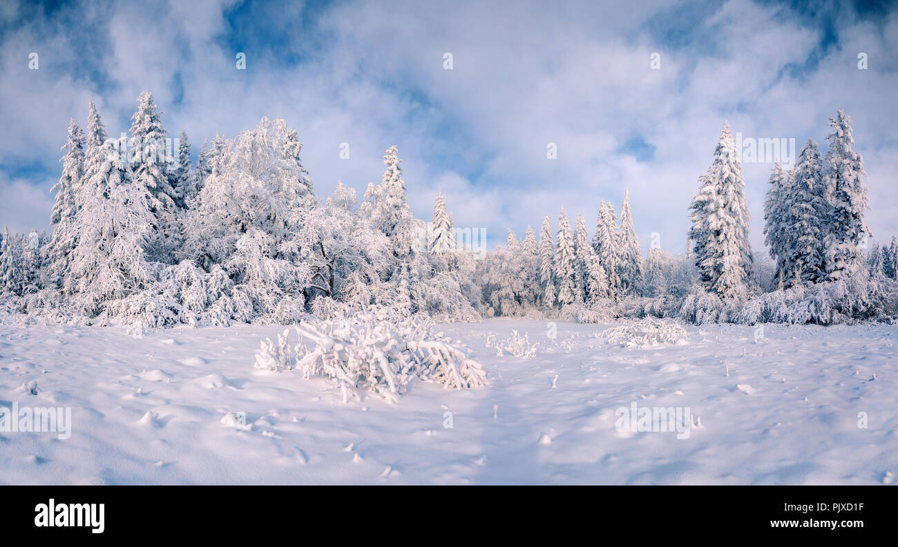 Beautiful winter landscape in the mountain forest. Stock Photo