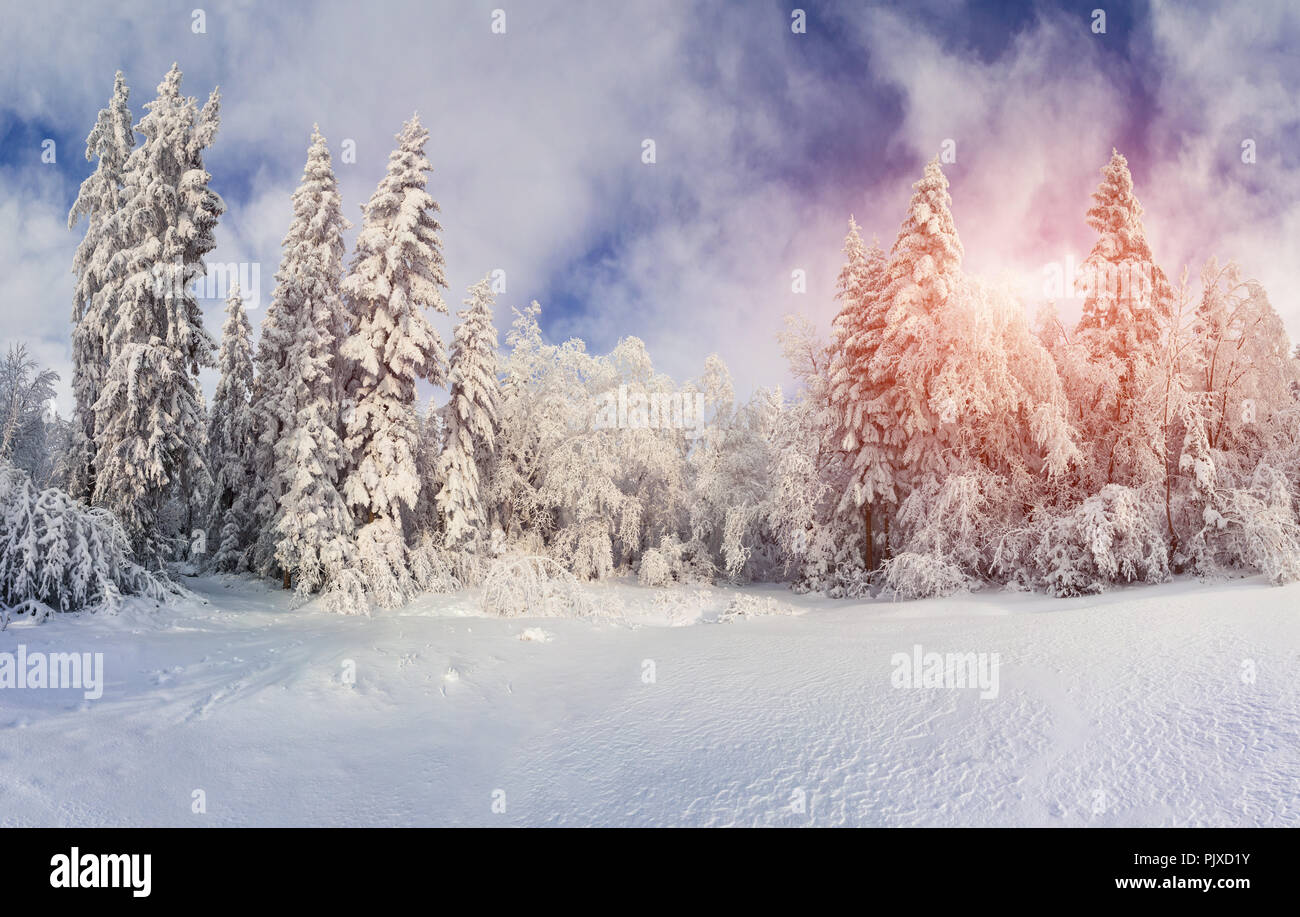 Beautiful winter landscape in the mountain forest Stock Photo