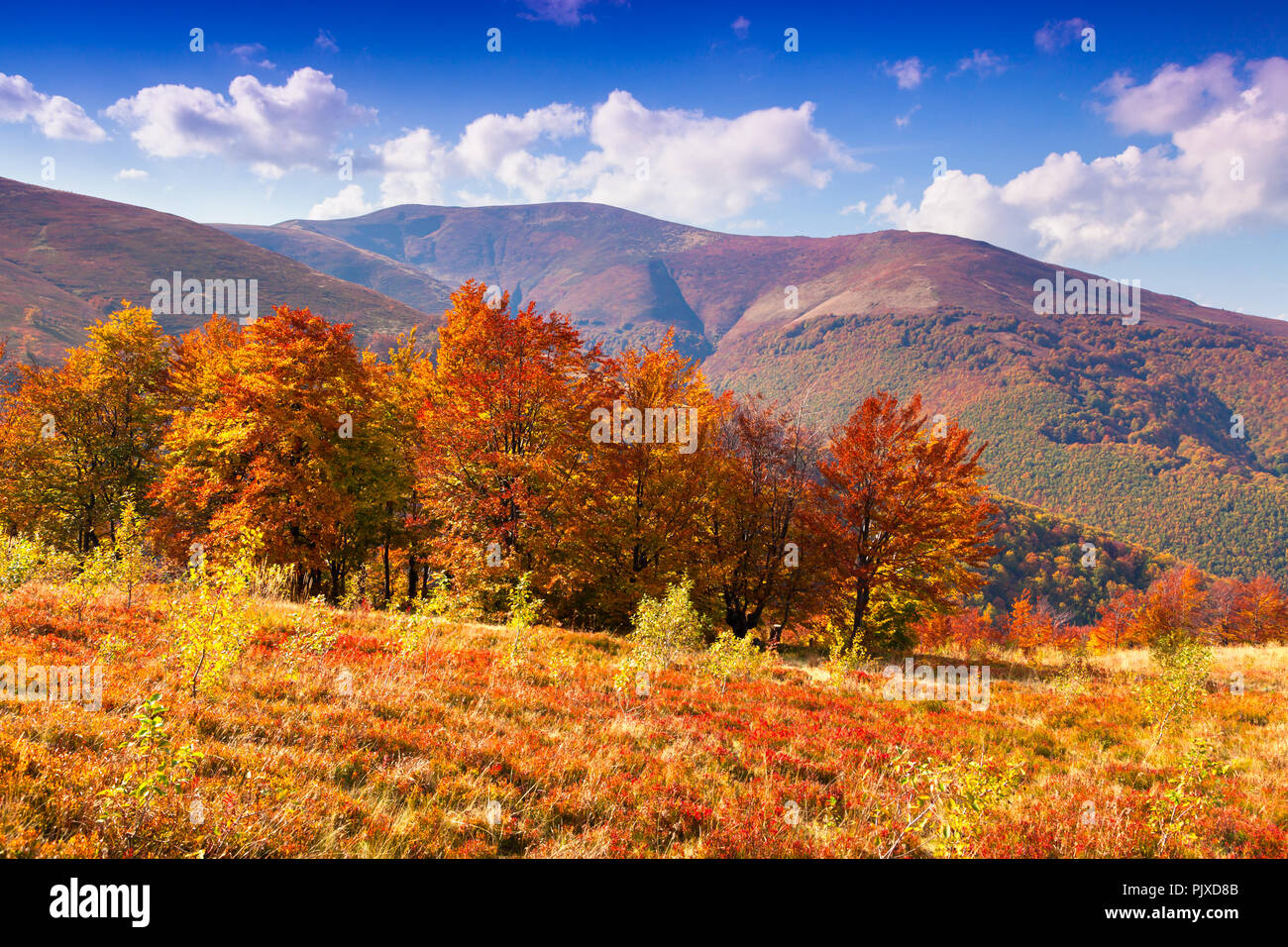 Colorful autumn landscape in the mountain forest Stock Photo