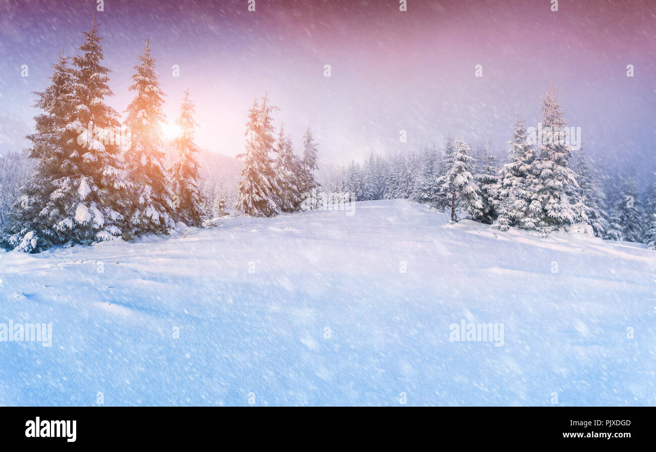 Colorful panorama of the winter sunrise in the mountain forest Stock Photo