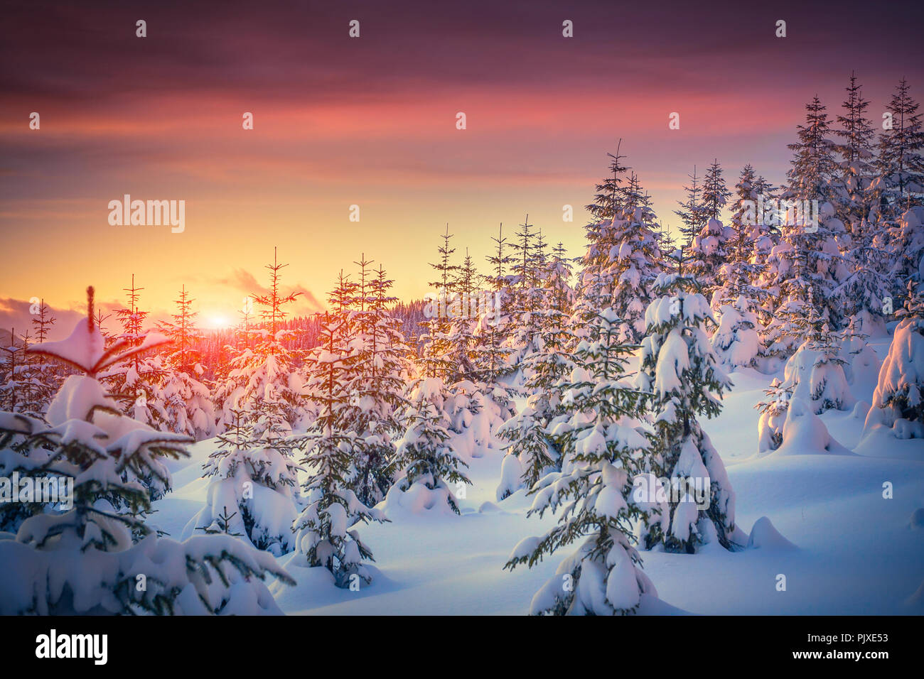 Colorful landscape at the winter sunrise in the mountain forest Stock Photo