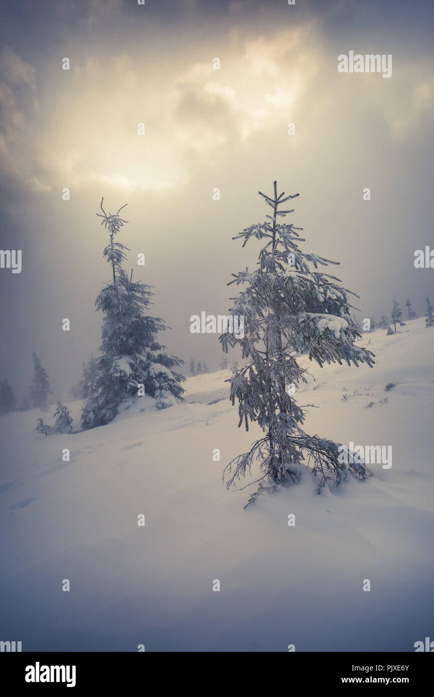 Beautiful winter landscape in the mountain forest. Retro style. Stock Photo