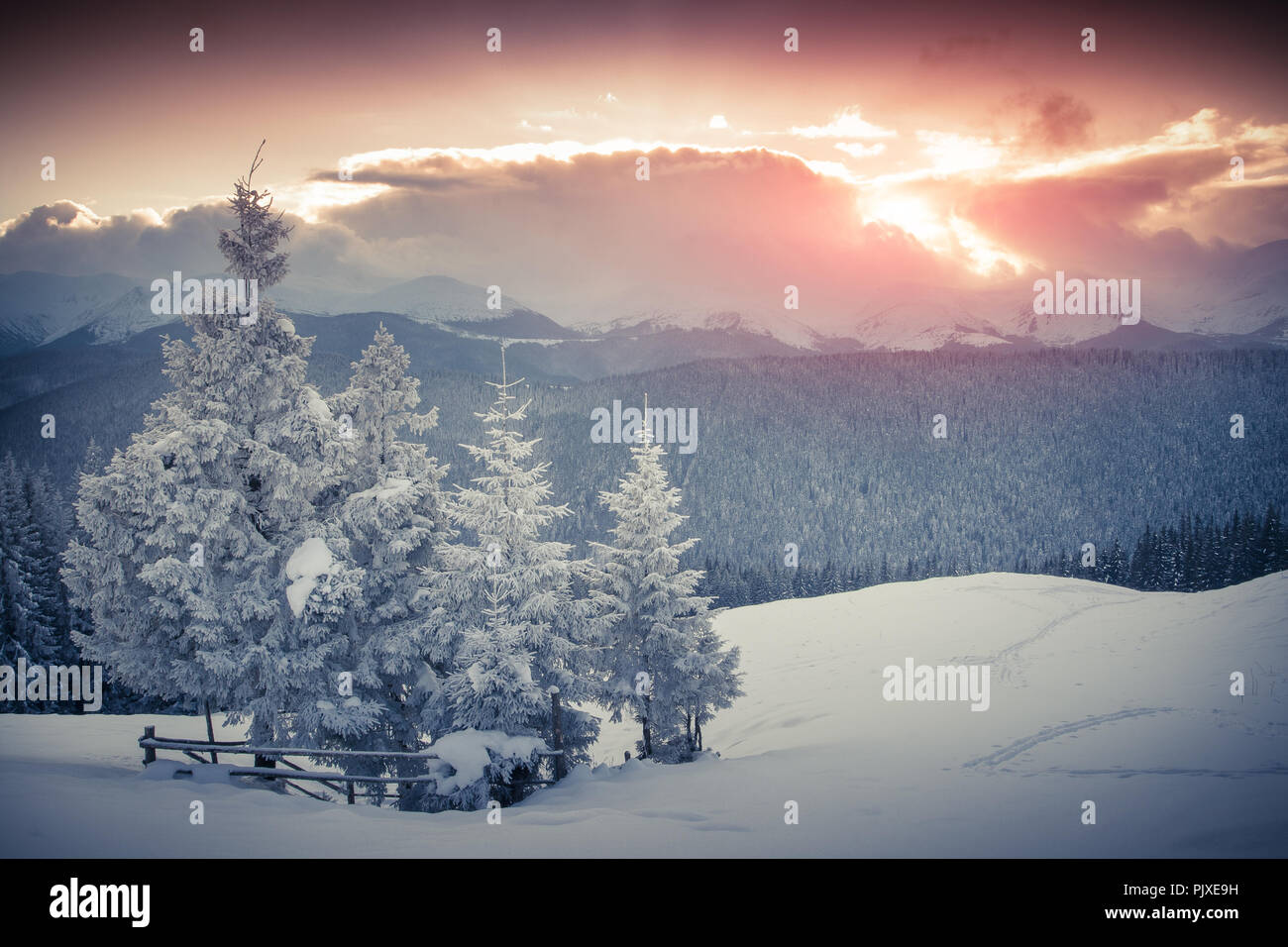 Trees covered with hoarfrost and snow in mountains. Retro style. Stock Photo