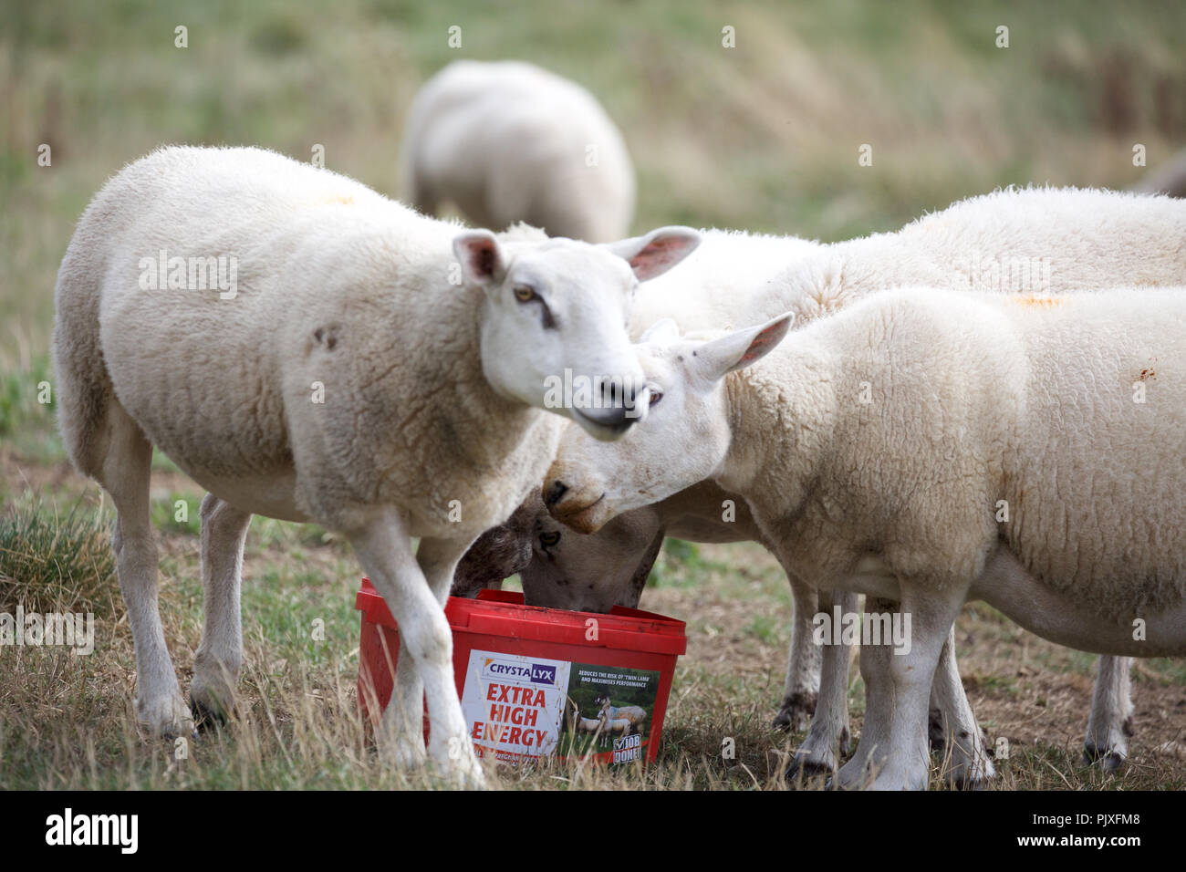 Sheep eat with teeth hires stock photography and images Alamy