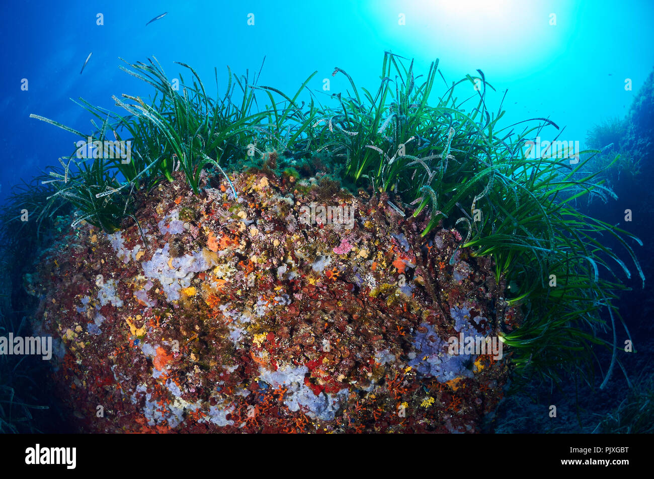 Underwater scene showing marine reef life associated to Neptune seagrass (Posidonia oceanica) meadows in Formentera (Balearic Islands, Spain) Stock Photo