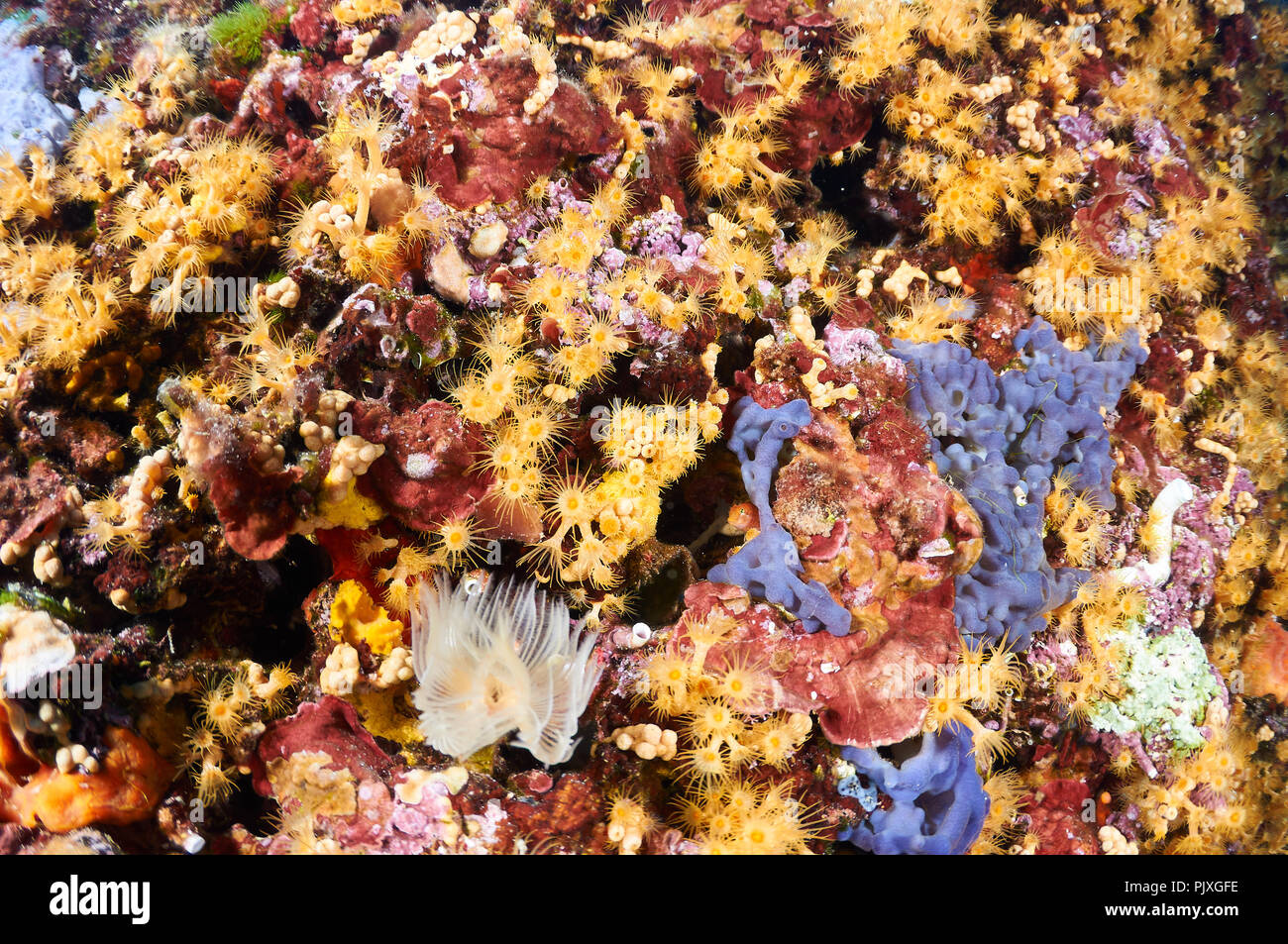 Yellow cluster anemone (Parazoanthus axinellae) colony with a variety of sponges and encrusting life (Formentera,Balearic Islands,Spain) Stock Photo