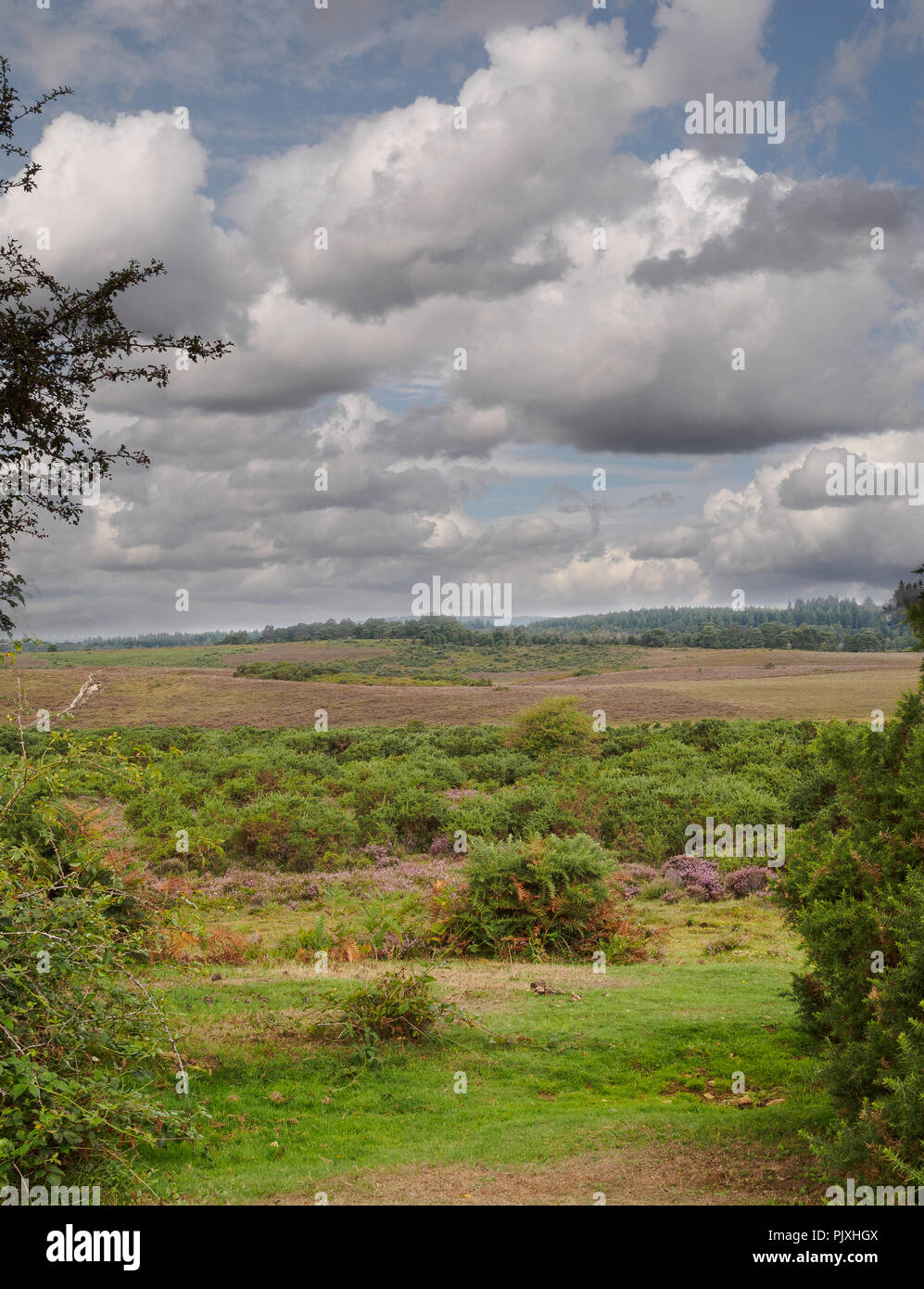 New forest national park uk people hi-res stock photography and images ...