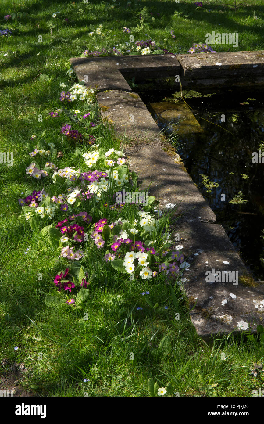 spring Primroses around pond in english garden Stock Photo