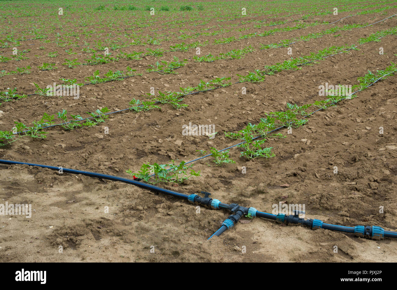 Young sprout of watermelon field with drip irrigation Stock Photo