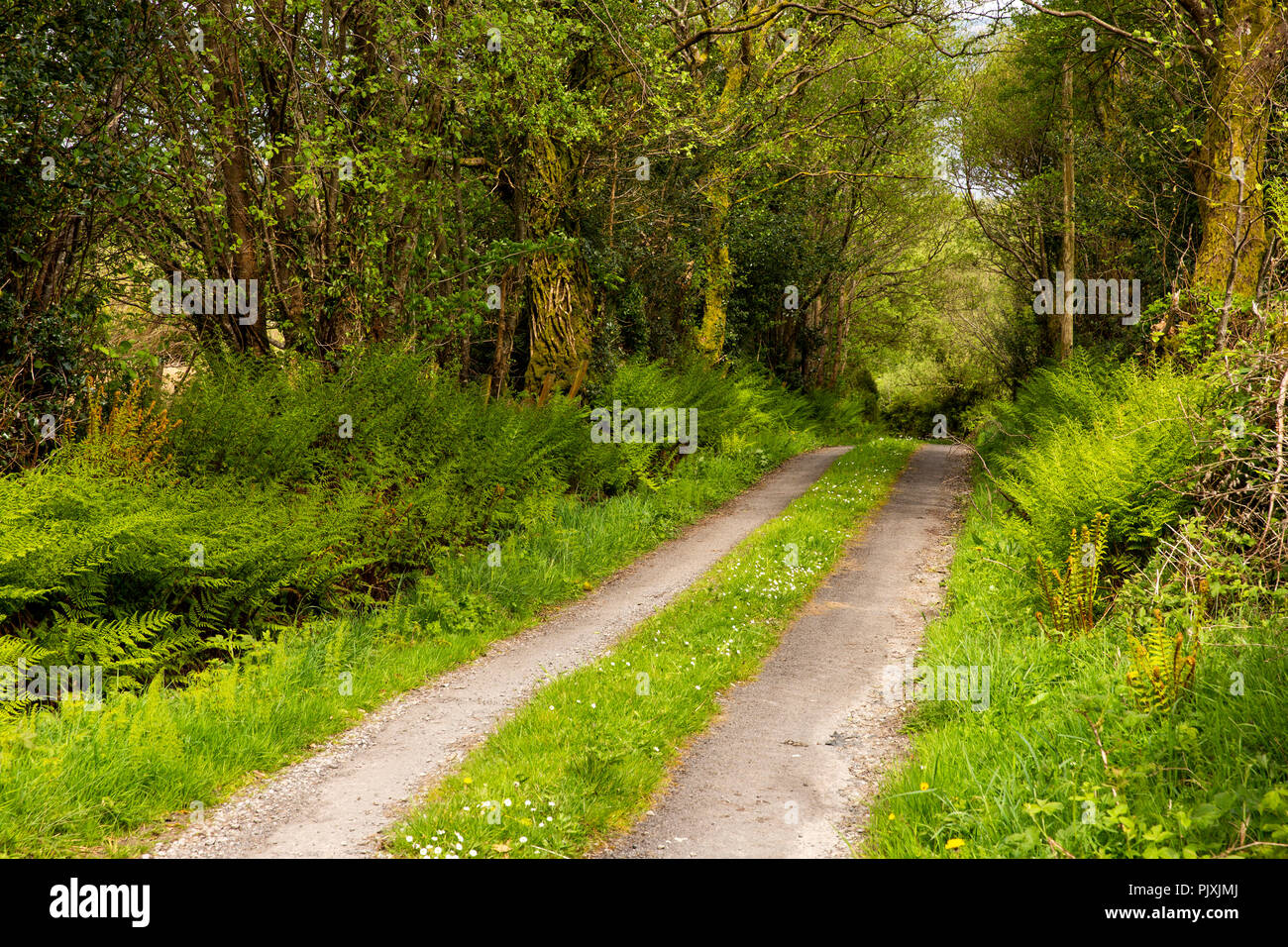 Ireland, Co Leitrim, Arigna, narrow country lane on Lough Allen Drive Stock Photo
