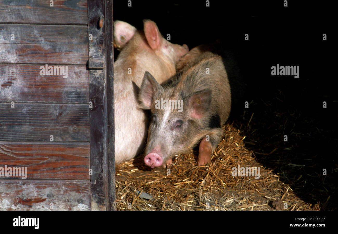 The wild boar farm 'La Ferme des Sanglochons' in Neufchâteau (Belgium, 05/1993) Stock Photo