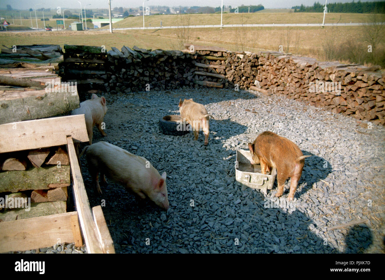 The wild boar farm 'La Ferme des Sanglochons' in Neufchâteau (Belgium, 05/1993) Stock Photo