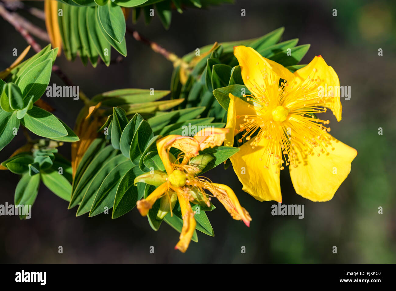 Green shrub of Genista with yellow flowers Stock Photo