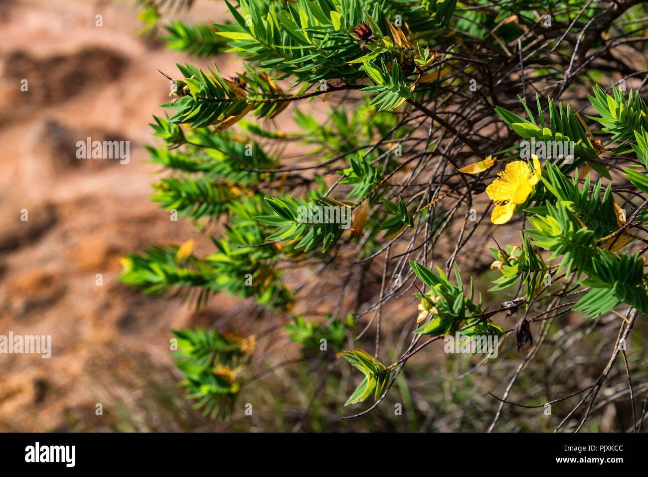 Green shrub of Genista with yellow flowers Stock Photo