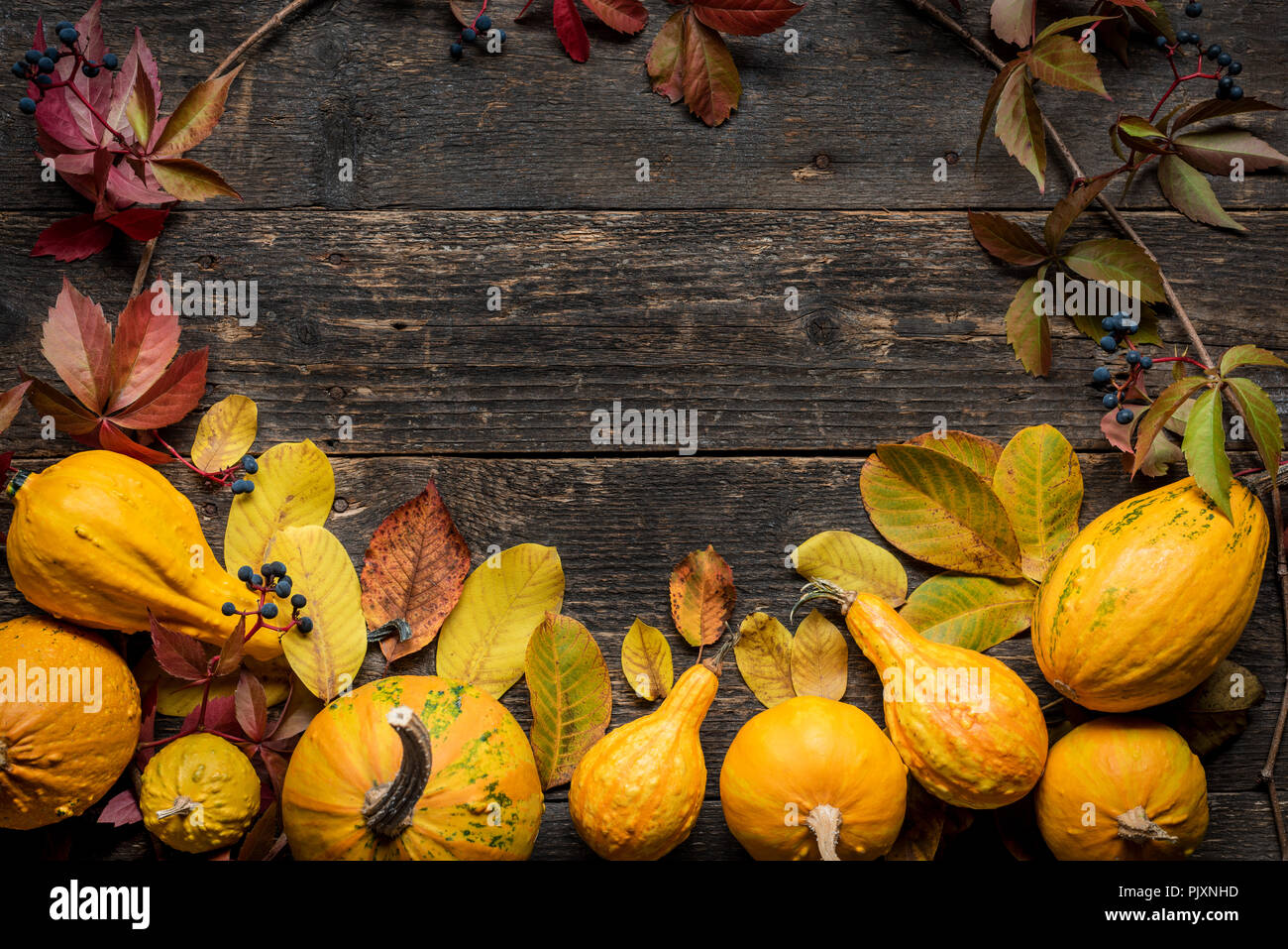 Happy Thanksgiving Background. Autumn Harvest and Holiday border. Selection of various pumpkins on dark wooden background. Autumn vegetables and seaso Stock Photo