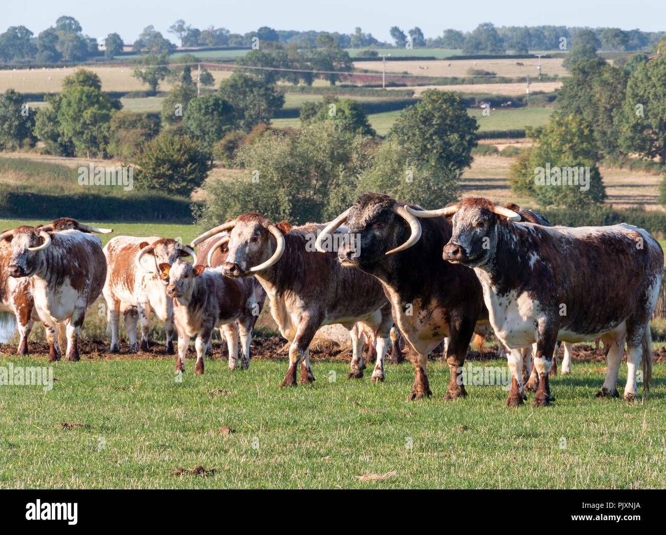 An image of a herd of English Longhorn Cattle waiting to be fed at Eye Kettleby Lakes, Melton Mowbray, Leicestershire, England, UK Stock Photo