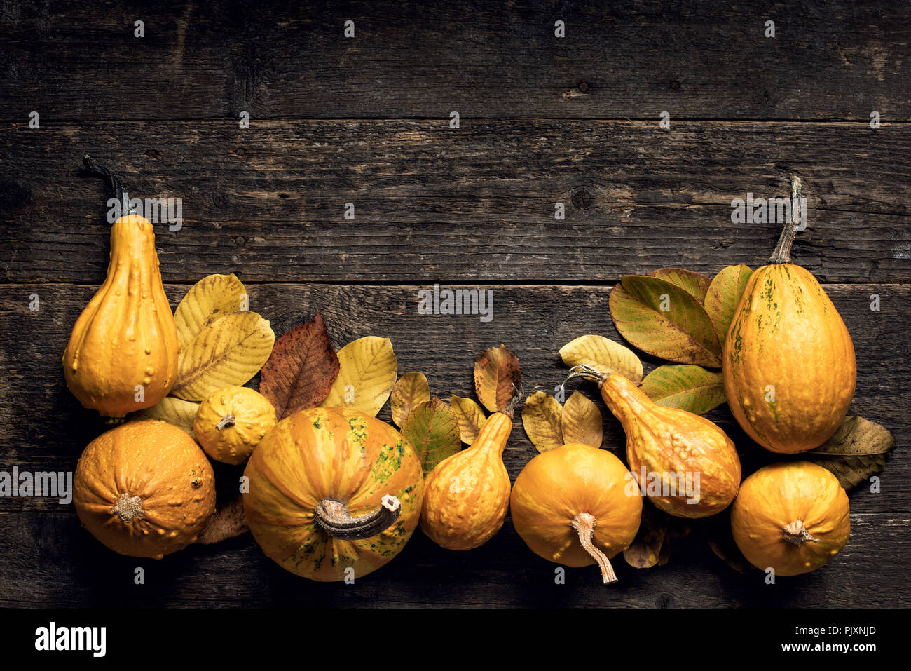 Happy Thanksgiving Background. Autumn Harvest and Holiday border. Selection of various pumpkins on dark wooden background. Autumn vegetables and seaso Stock Photo