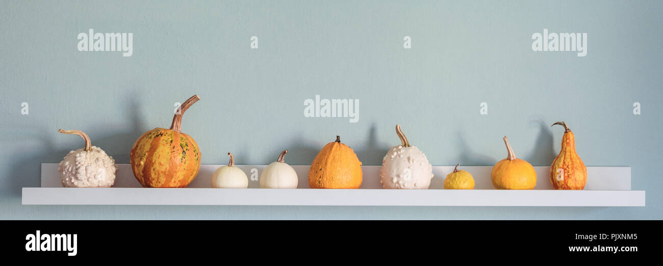 Happy Thanksgiving Background. Selection of various pumpkins on white shelf against pastel turquoise colored wall. Modern seasonal room decoration. Pu Stock Photo