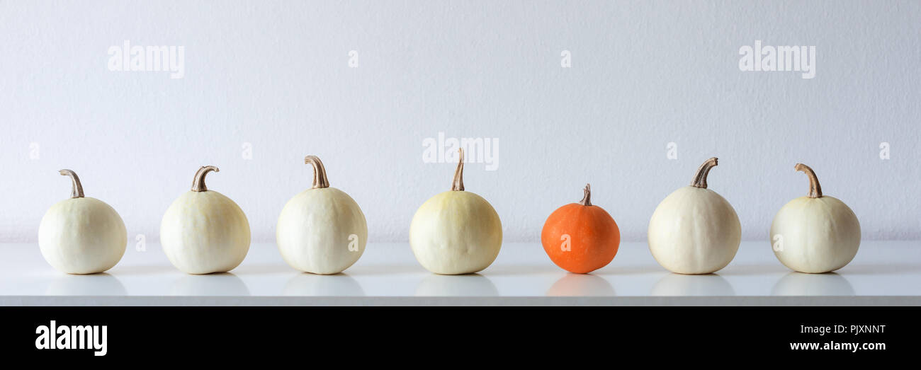 Happy Thanksgiving Background. Selection of various pumpkins on white shelf against white wall. Modern seasonal room decoration. Pumpkins banner. Mini Stock Photo