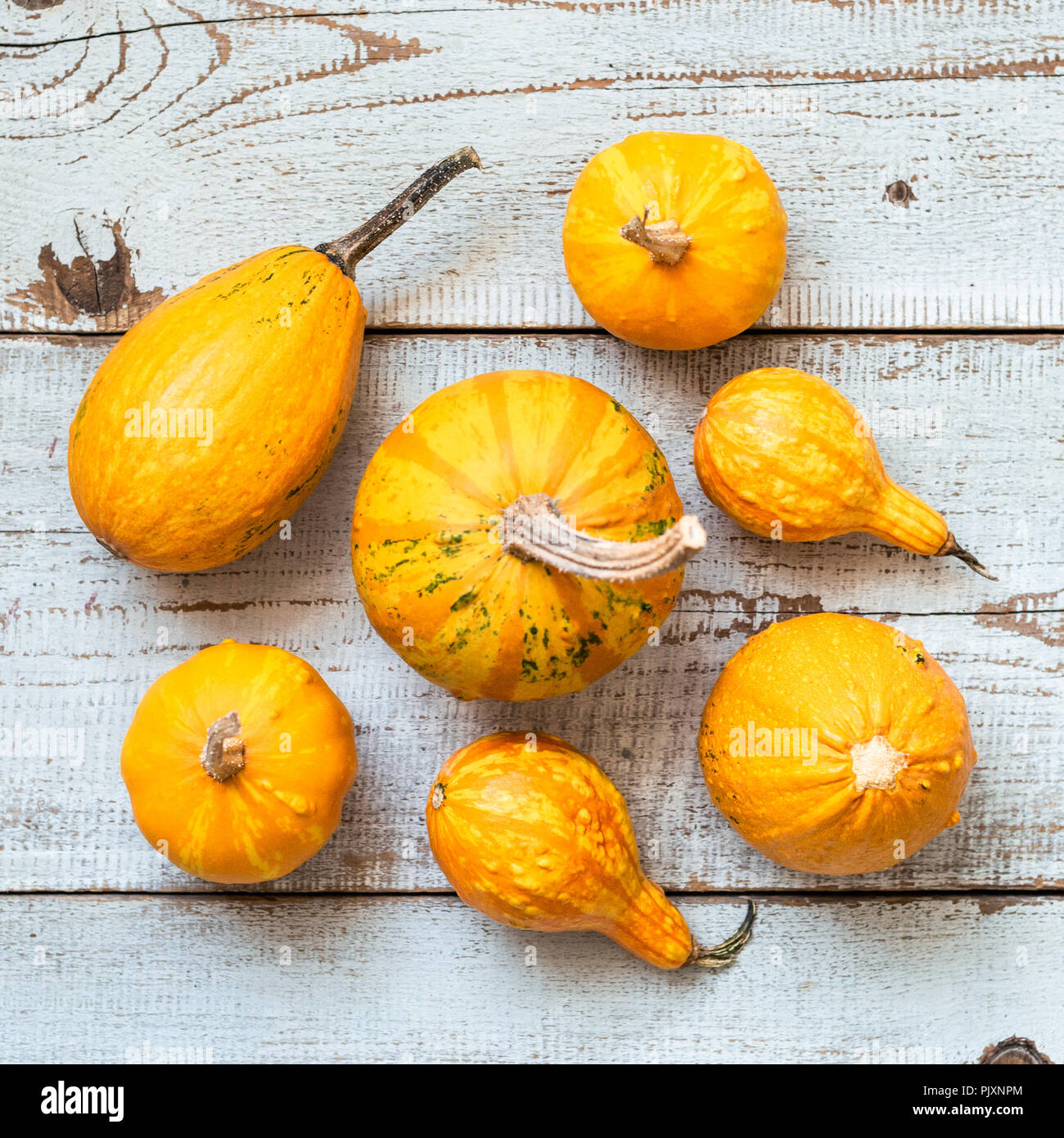 Happy Thanksgiving Background. Selection of various pumpkins on white wooden background. Autumn vegetables and seasonal decorations. Autumn Harvest an Stock Photo