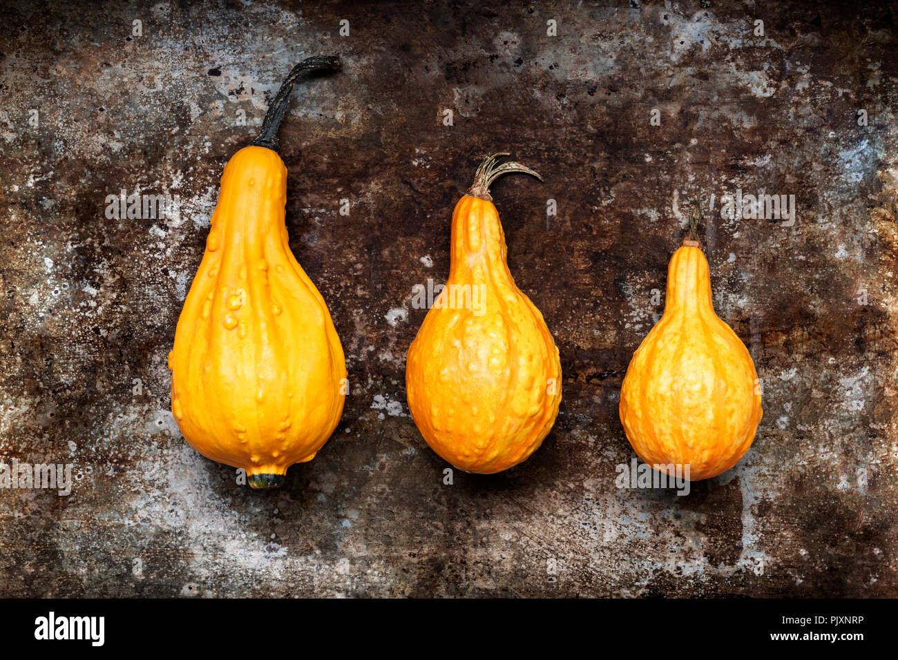 Happy Thanksgiving Background. Three orange pumpkins on rustic metal background with copy space. Autumn Harvest and Holiday minimal still life. Stock Photo