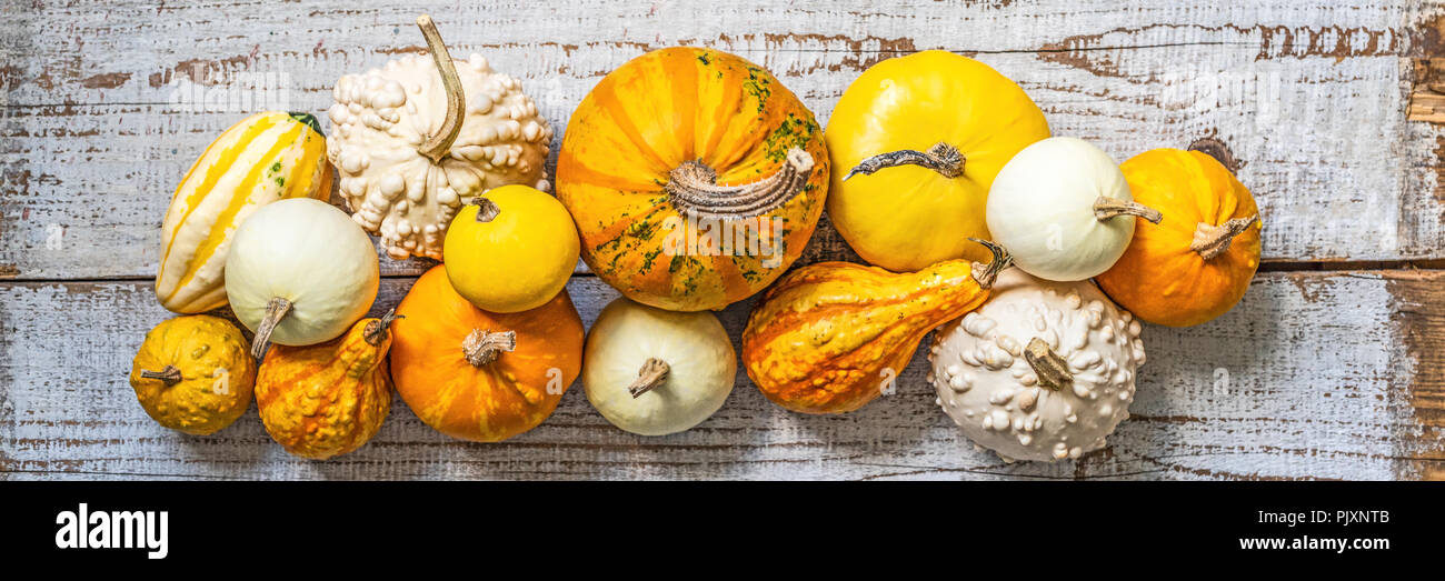 Happy Thanksgiving Banner. Selection of various pumpkins on old white wooden background. Autumn vegetables and seasonal decorations concept. Beautiful Stock Photo