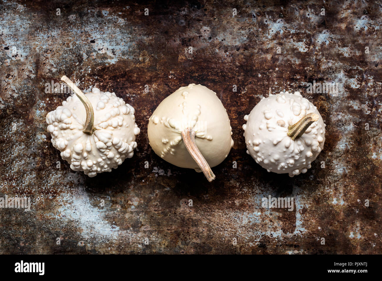 Happy Thanksgiving Banner. Three white pumpkins on rustic metal background with copy space. Autumn Harvest and Holiday minimal still life. Stock Photo