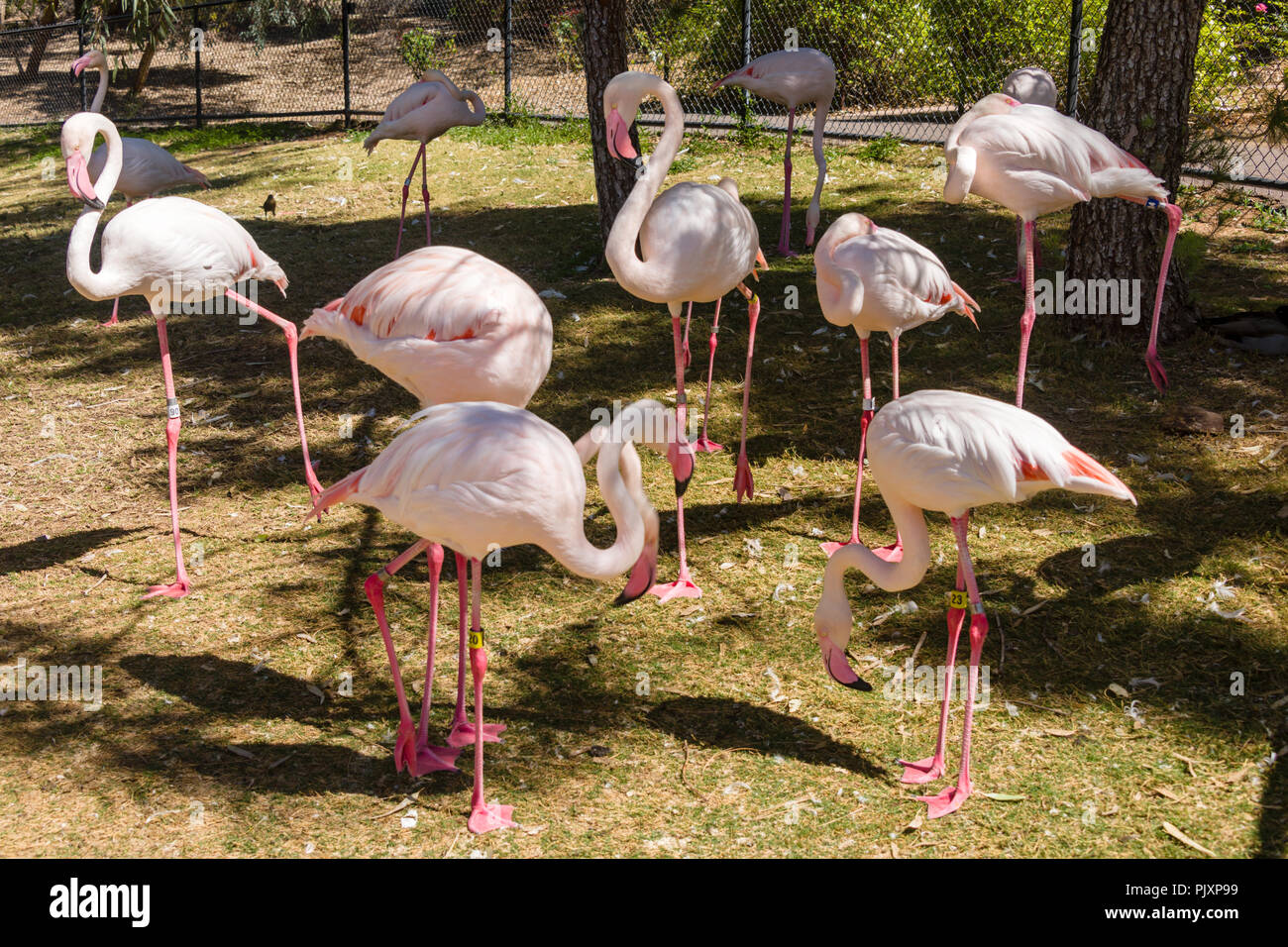 Greater phoenix hi-res stock photography and images - Alamy