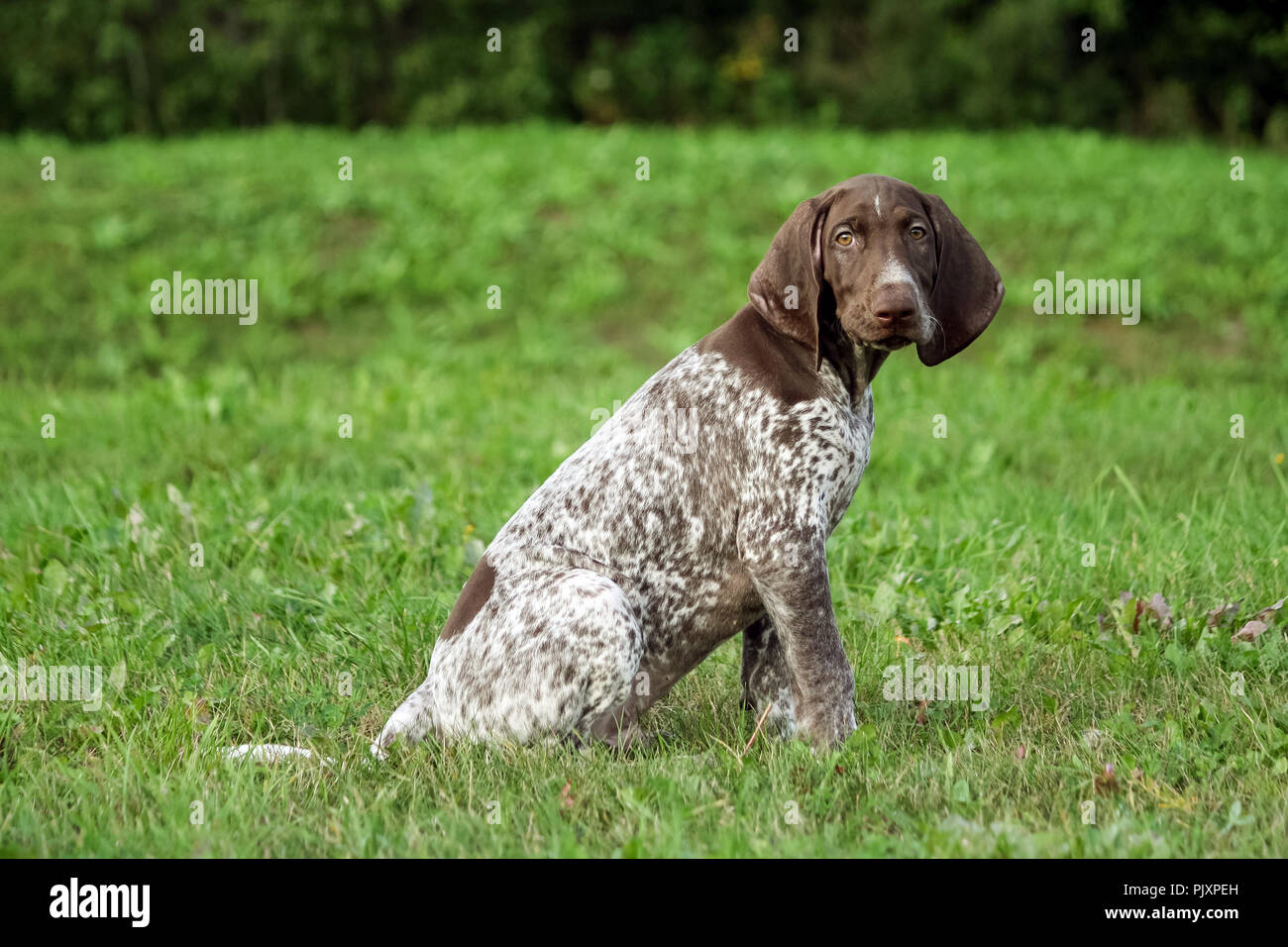 german shorthaired pointer, german kurtshaar one spotted puppy sit on the  green grass outside, brown ears and white in the spot coloring, intelligent  Stock Photo - Alamy